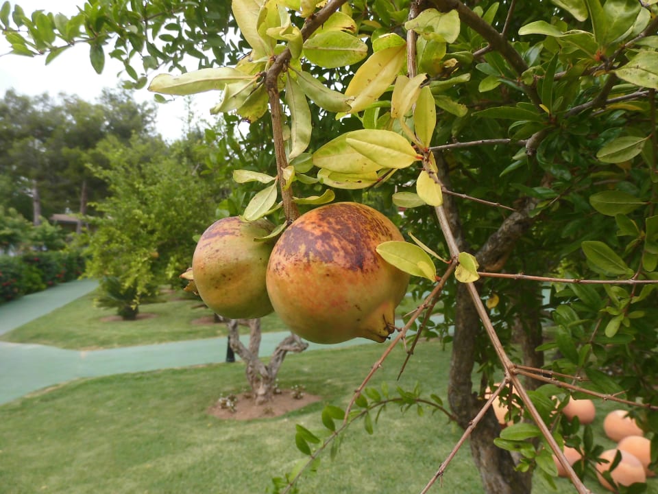 Granatapfel Prinsotel La Dorada