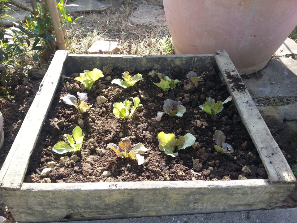 Gemüsegarten Salat in Cappannelle Ferienhaus Cappannelle Holiday House