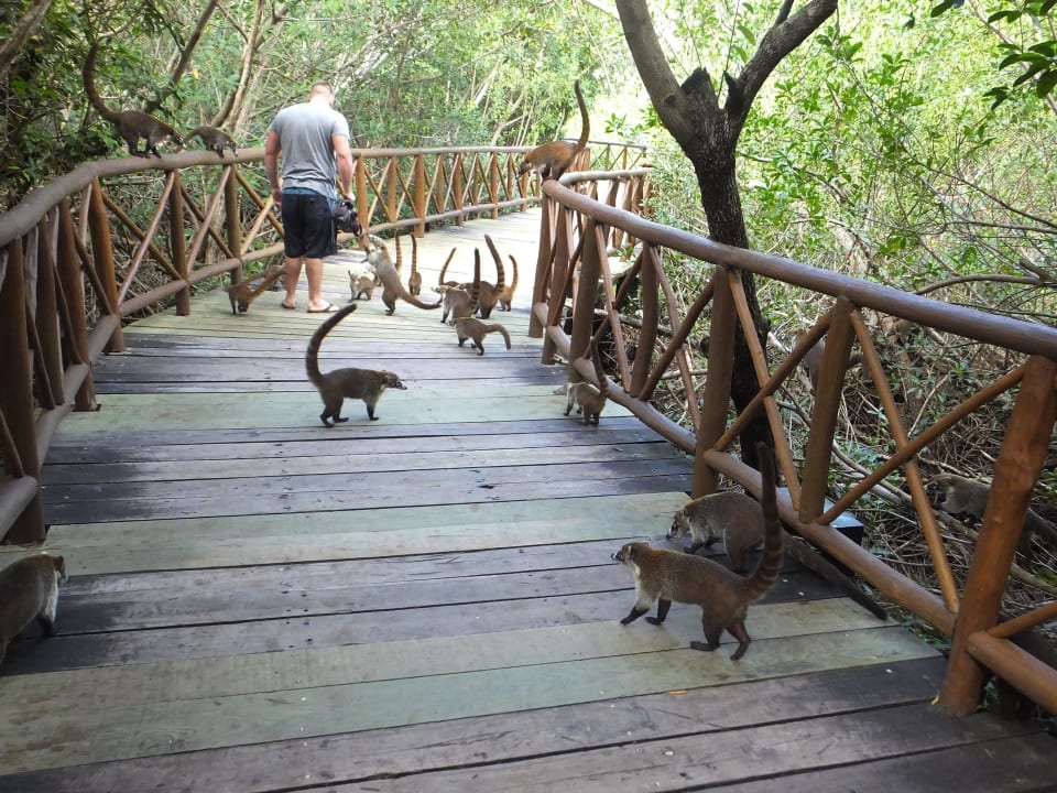 Nasenbären bem Füttern Catalonia Royal Tulum Beach & Spa Resort - Adults only