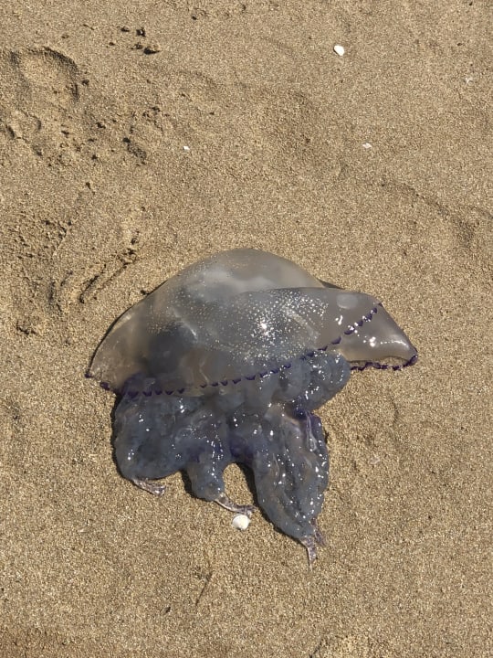 Strand Hotel Borjana