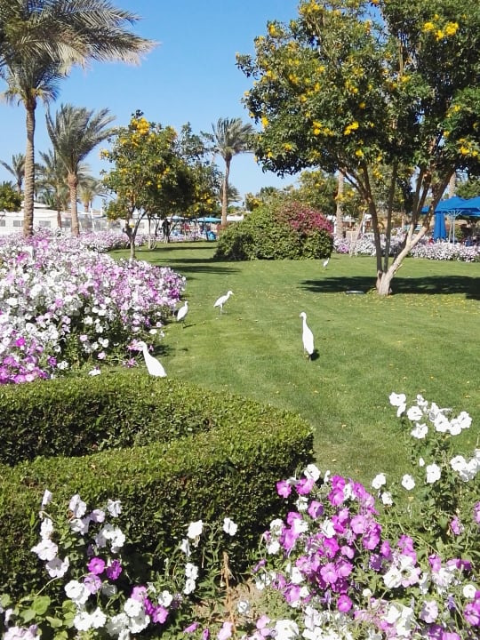 Gartenanlage Desert Rose