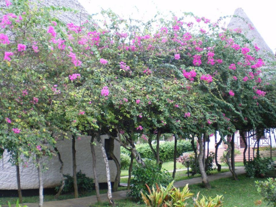 Weg zum Pool Neptune Paradise Beach Resort & Spa