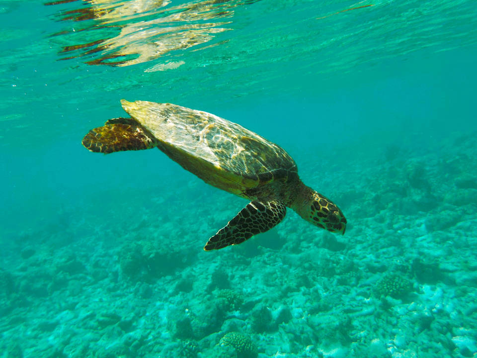 Strand Hurawalhi Island Resort Maldives