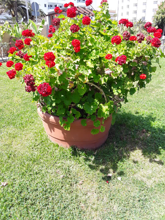 Gartenanlage HL Miraflor Suites Hotel