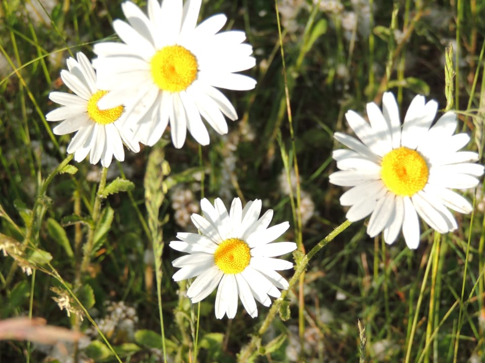 Strand Gästehaus Sonnenstrand Mönchgut