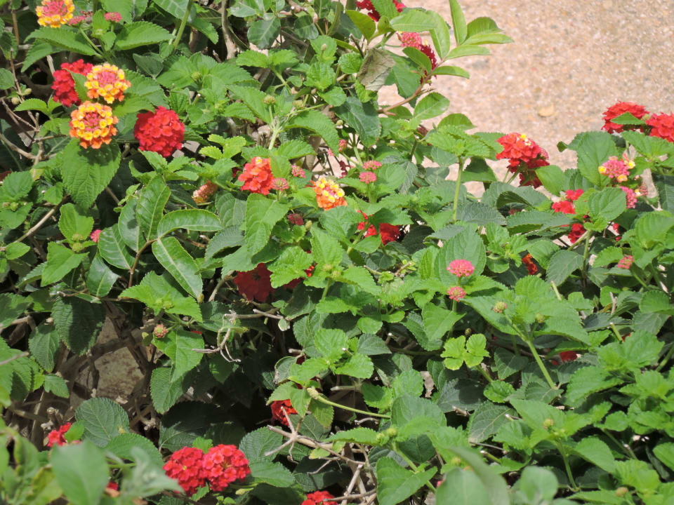 Blümchen Oceana Hotel & Spa