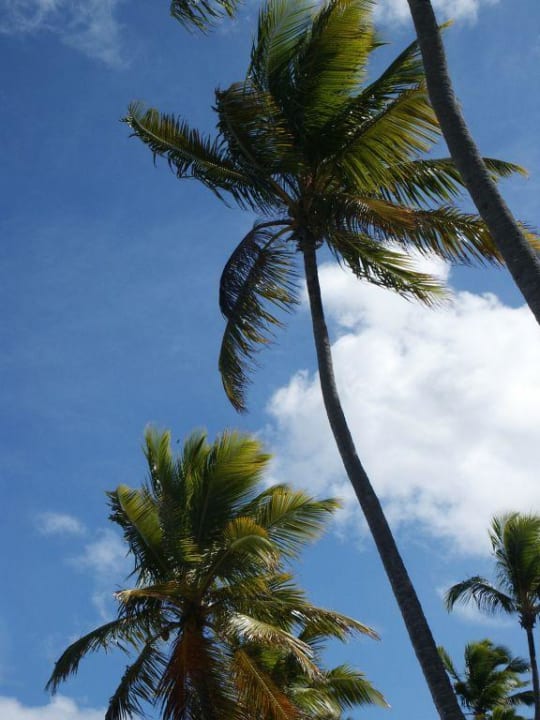 Palmen Wyndham Alltra Samana