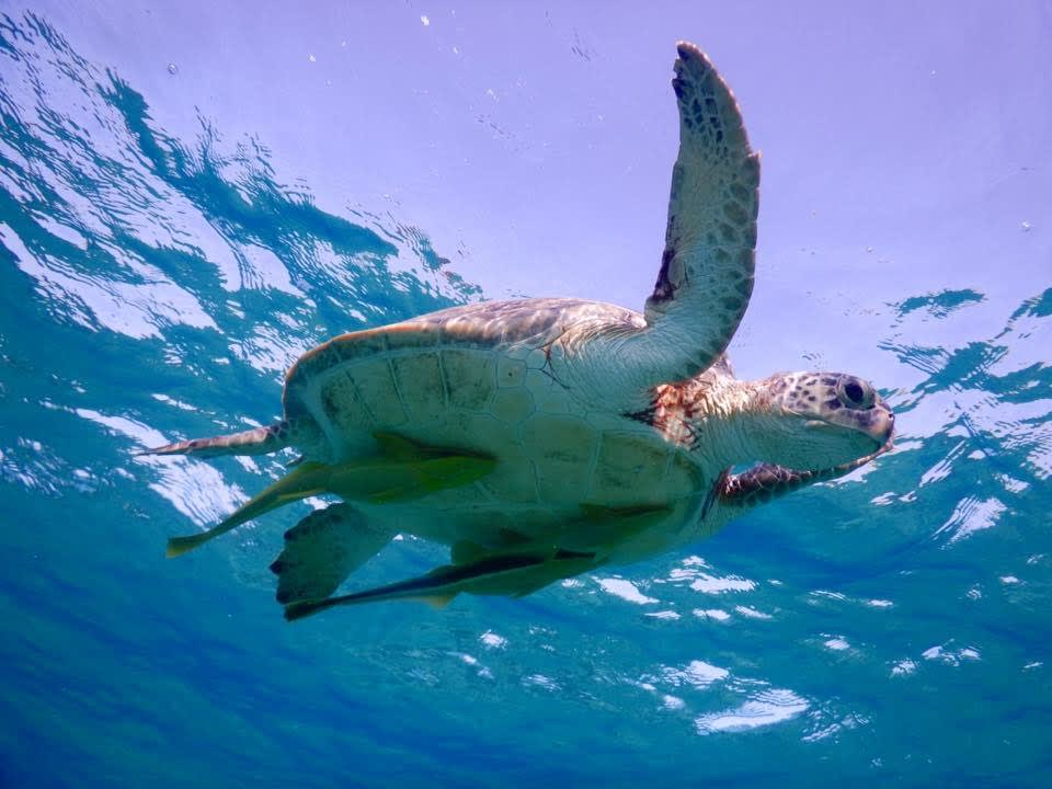 Strand Coral Hills Resorts & SPA