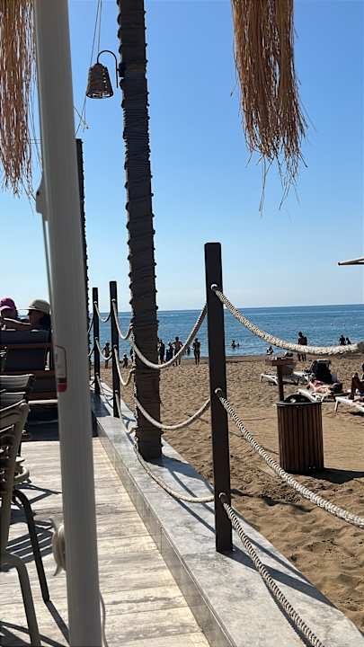 Strand Seashell Vega