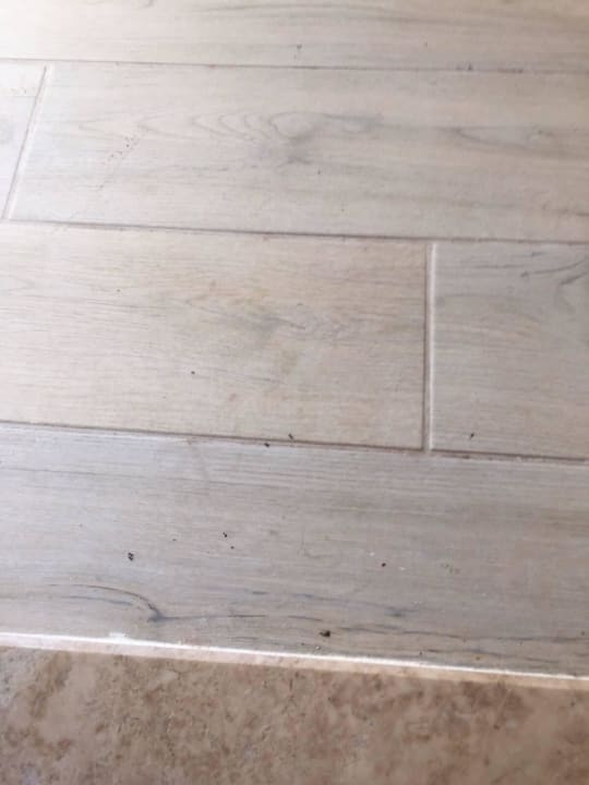 Ameisenalarm im zimmer Side Alegria Hotel & Spa - Adults only +16