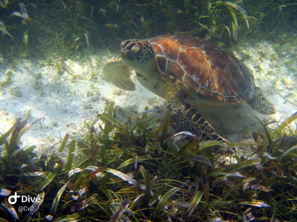 Sport & Freizeit Akumal Bay Beach & Wellness Resort