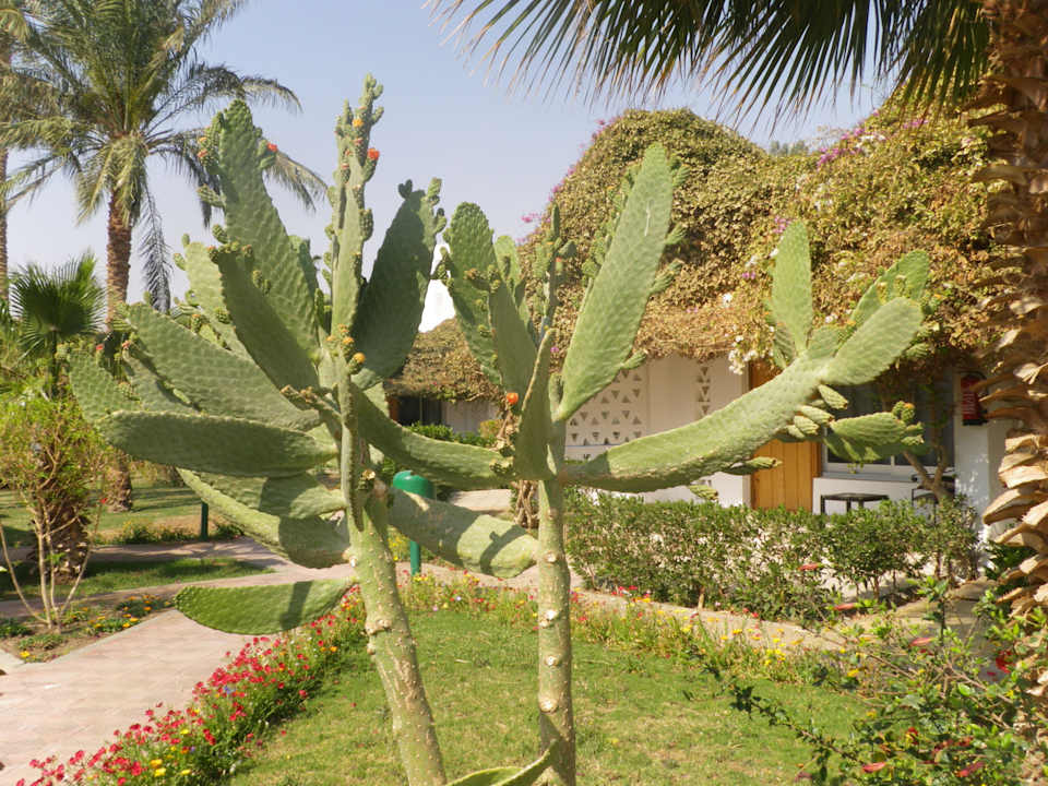 Grünanlage Shams Safaga Resort