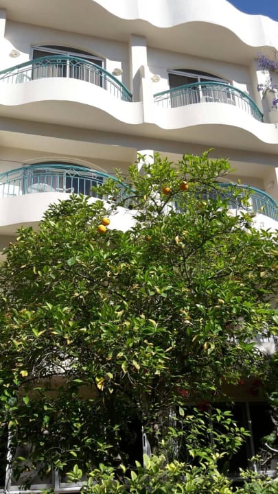 Orangen Bäume Bella Vista Resort Hurghada