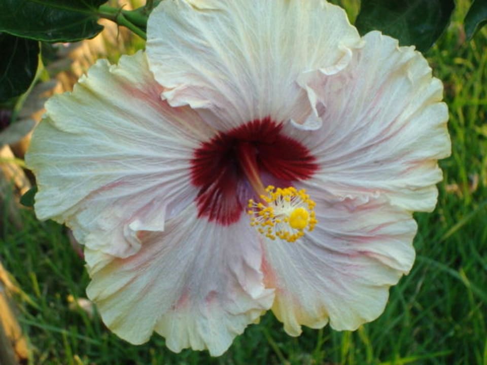 Hibiscus Guesthouse Soul Fusion