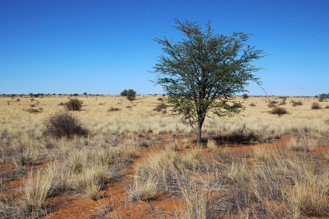 Umgebung Teufelskrallen Lodge