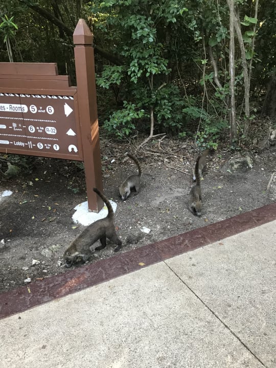 Gartenanlage Grand Palladium Select White Sand Resort & Spa