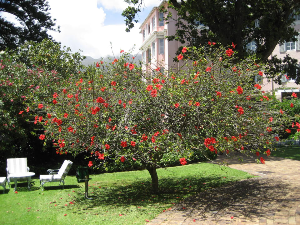 Blühende Bäume Mount Nelson, A Belmond Hotel, Cape Town