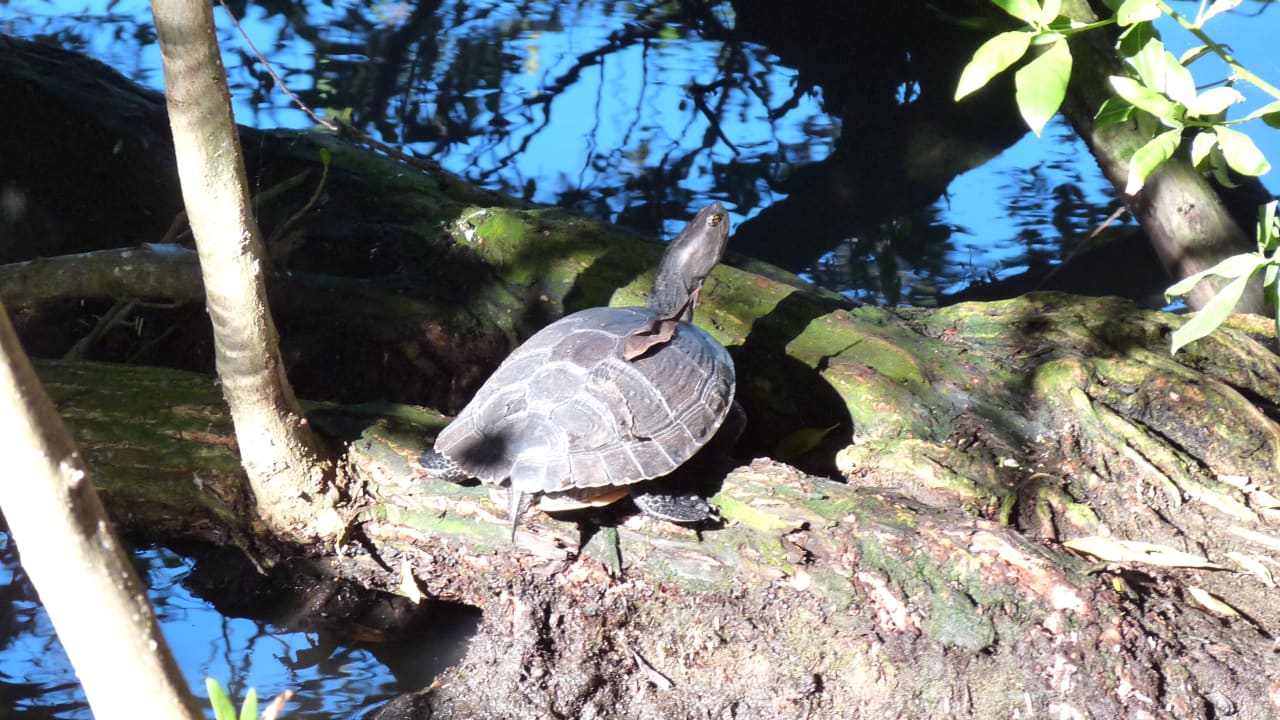 Gartenanlage Hotel Viva Dominicus Beach by Wyndham - All Inclusive Resort