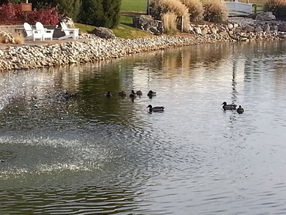 Pond outside the INN Hotel Fulton Steamboat Inn