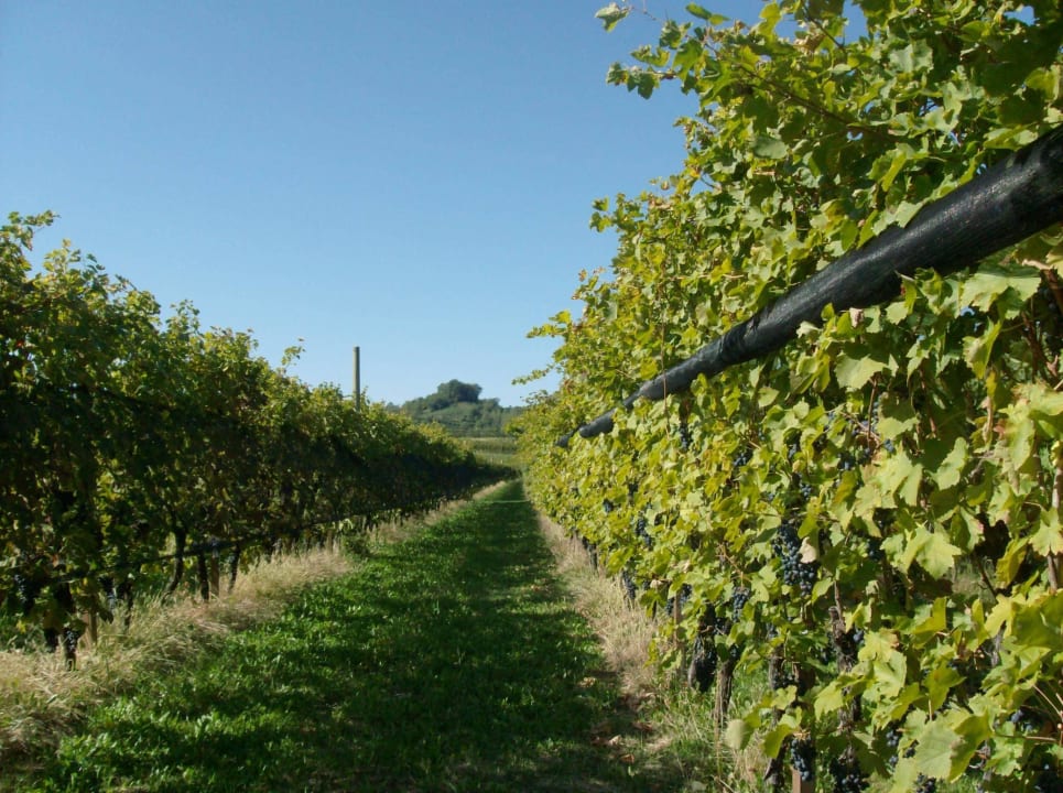 Wineyard Agriturismo al Vecchio Portico