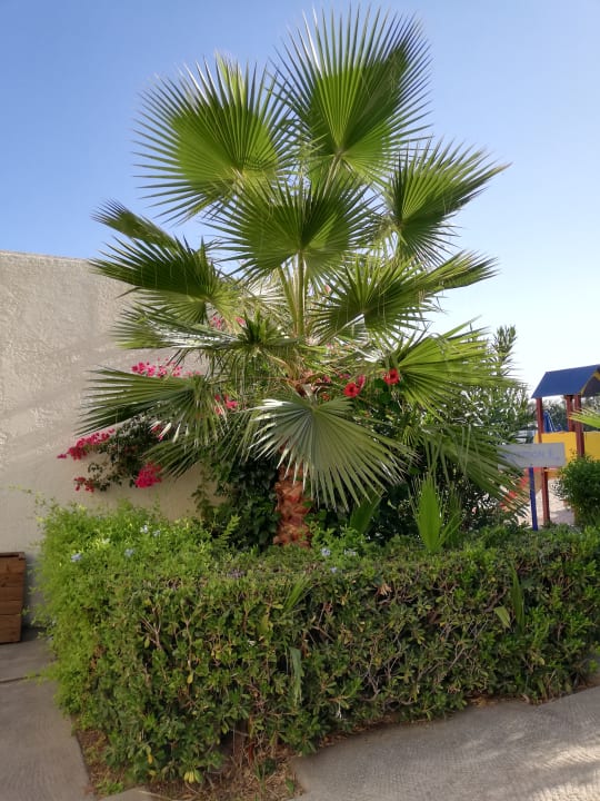 Gartenanlage Dessole Dolphin Bay Resort