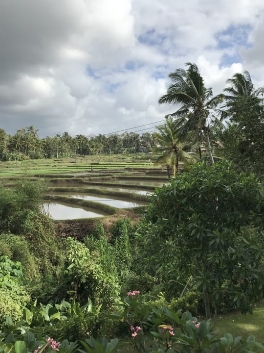 Ausblick Maya Ubud Resort & Spa Bali