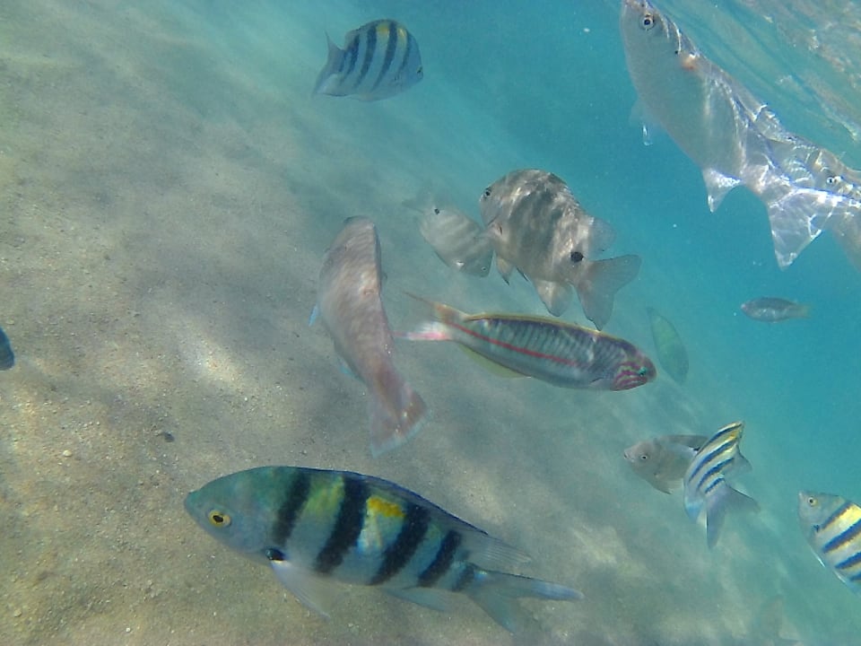 Strand Pickalbatros Citadel Resort