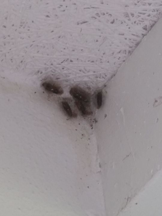 Am Balkon hingen diese Nester überall Postcard Inn Beach Resort & Marina @ Holiday Isle