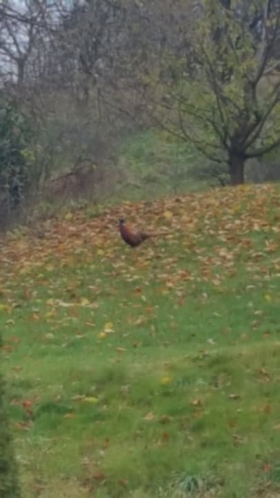 Ausblick Schlössl Hotel Kindl