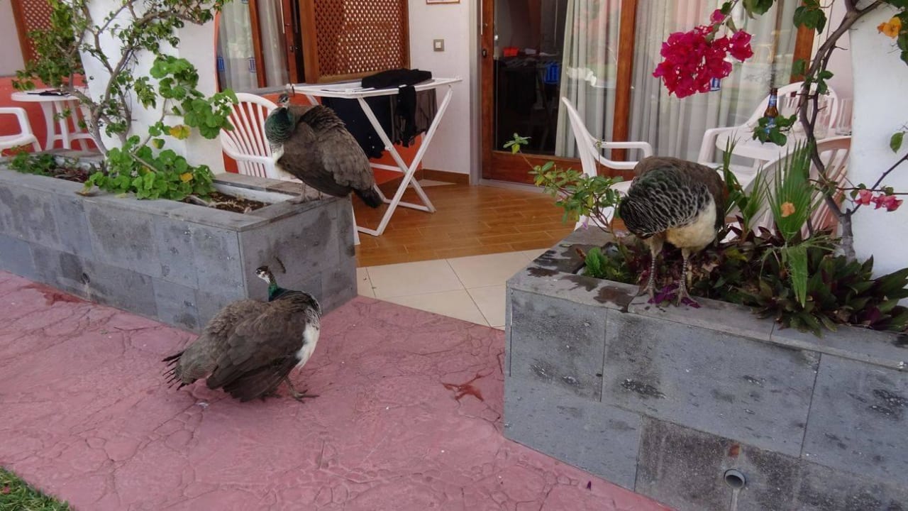 Die Haustiere HL Miraflor Suites Hotel