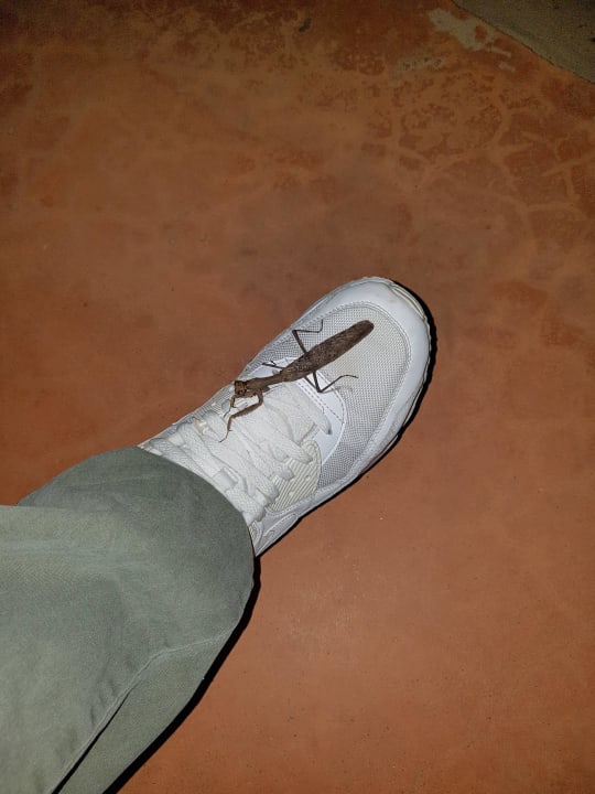 Gottesanbeterin  Hotel Riu Touareg