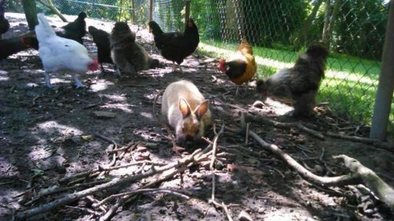 Daran sieht man woher der Name Osterhase stammt  Ferienhof Upwarf