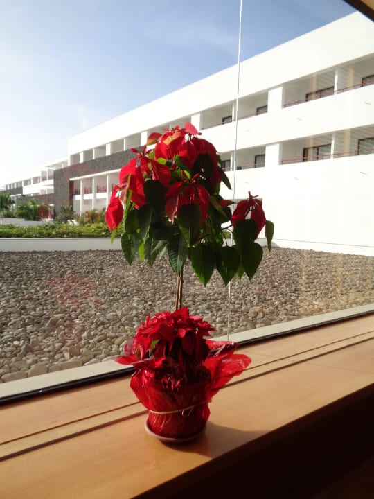 Schöner Weihnachtsstern  Hotel Costa Calero
