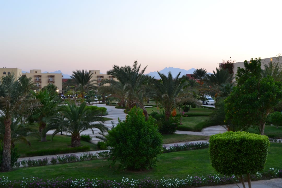 Widok na piękny i zadbany ogród Desert Rose