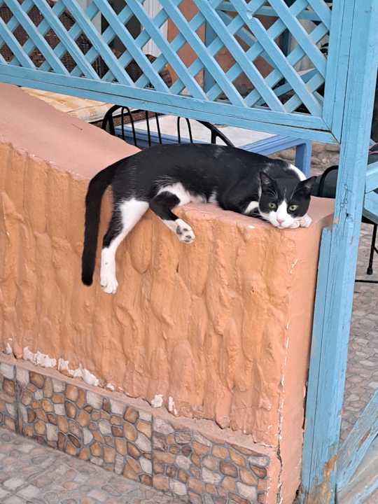 Zimmer Giftun Azur Resort