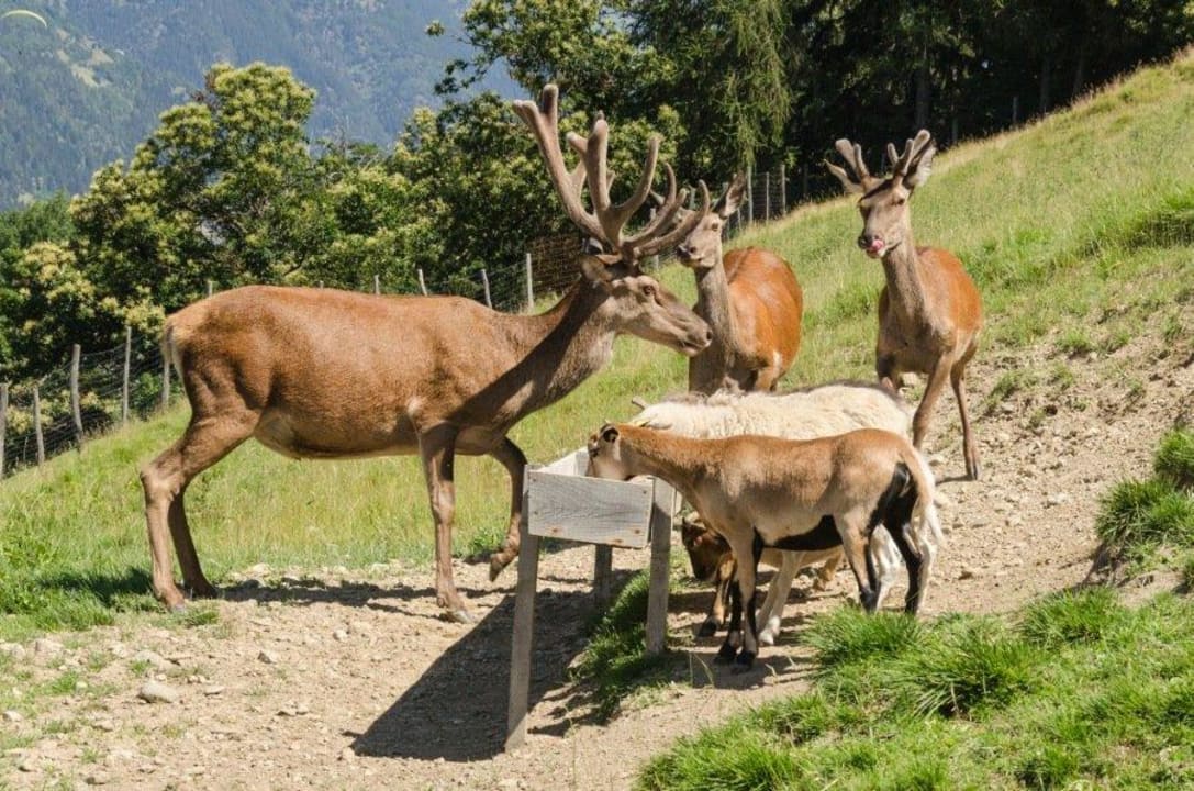 Flugshow Hotel Panorama