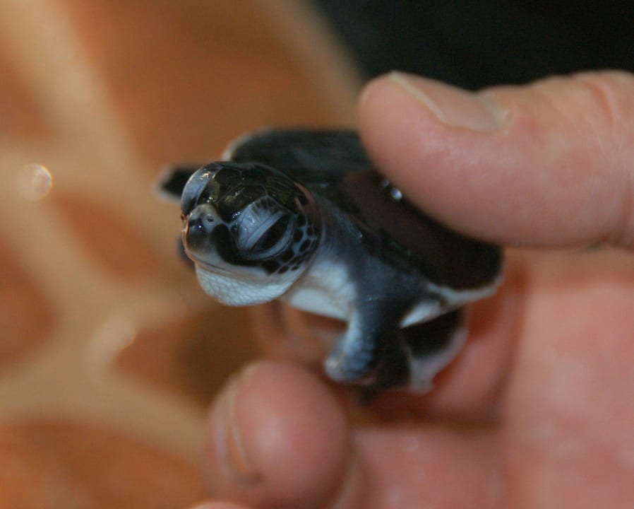 Schildkröten Projekt - 100 Meter entfernt! Hotel Bentota Village