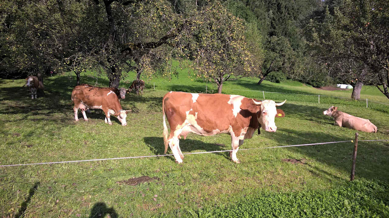 Muh Bauernhof Bauerrupp