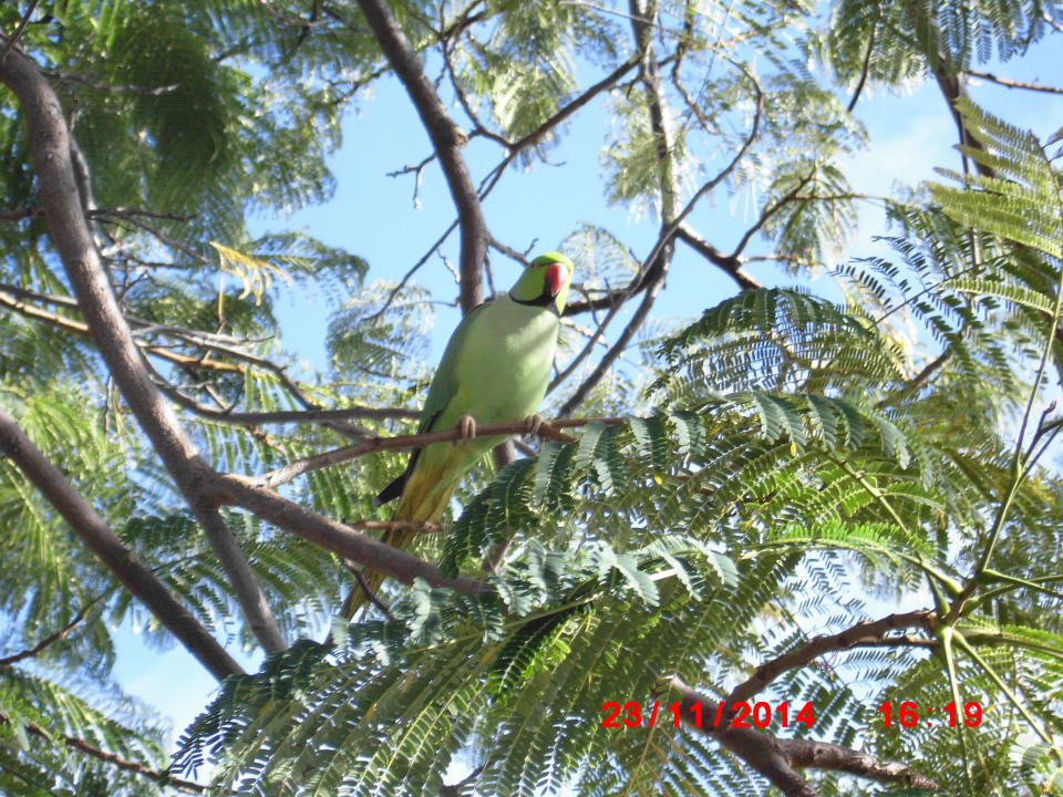 Pappagalli Relaxia Olivina