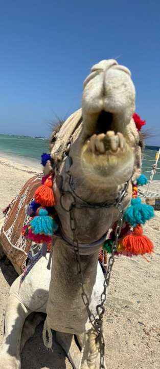 Sonstiges Amarina Queen Resort Marsa Alam