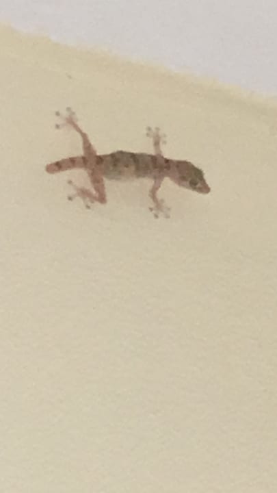 Zimmer Regency Plaza Aqua Park & Spa