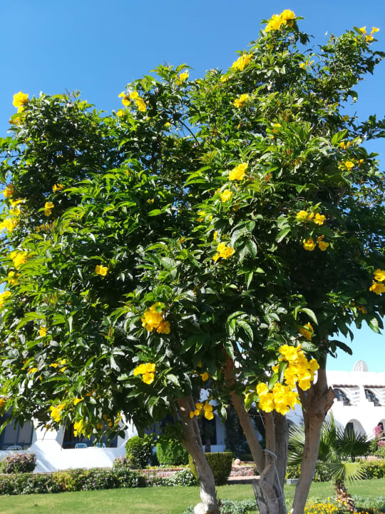 Gartenanlage Three Corners Equinox Beach Resort