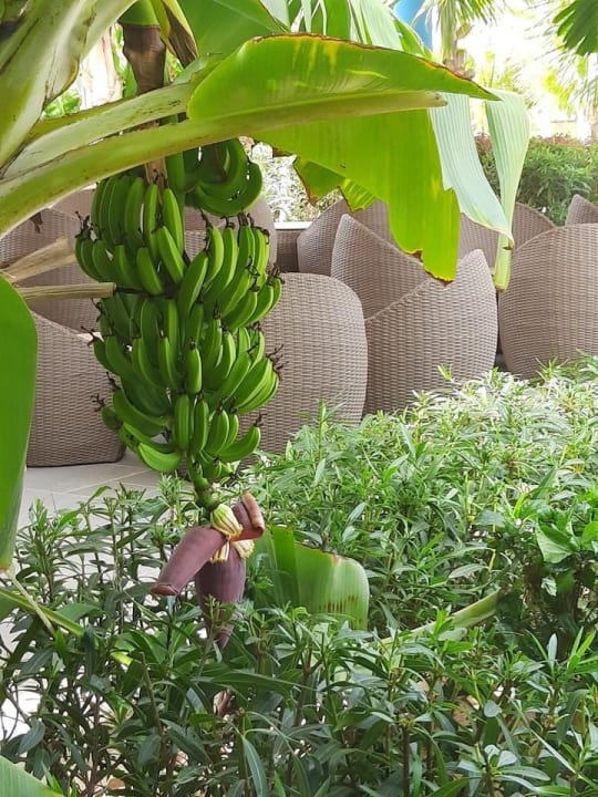 Gartenanlage Hotel Riu Palace Boavista