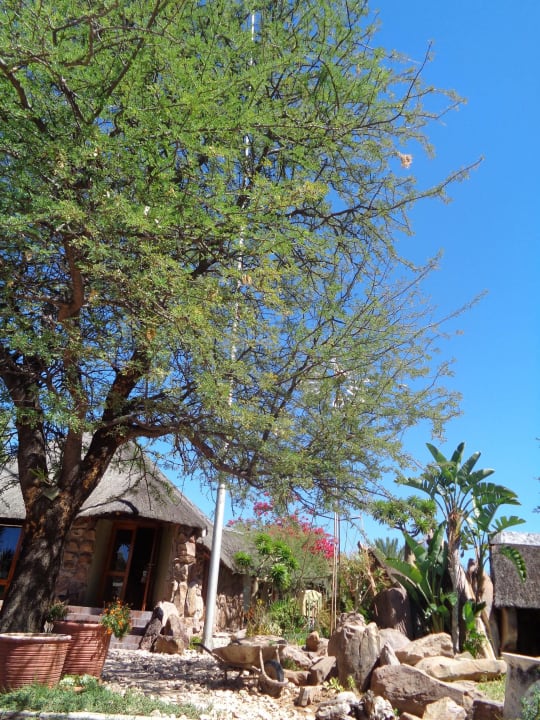 Pool Kalahari Bush Breaks Lodge