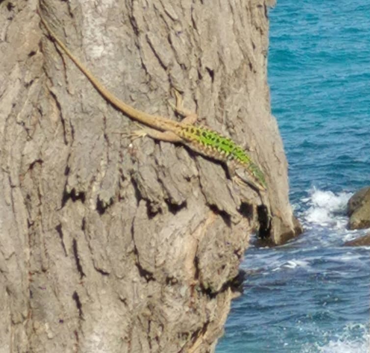 Strand Hotel Villaggio Il Gabbiano