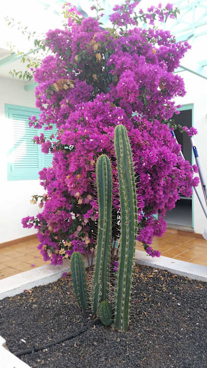 Überall anzufinden, sehr hübsch und gepflegt Smy Tahona Fuerteventura