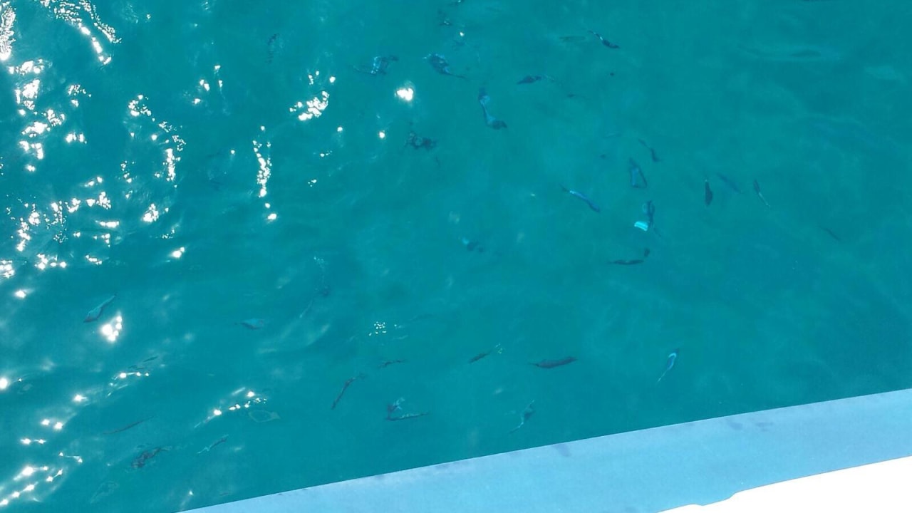 Klares Wasser Eix Alcudia Hotel