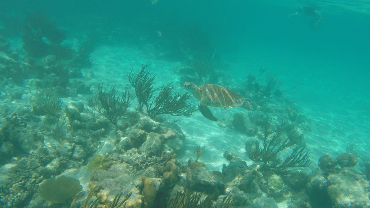 Sport & Freizeit Akumal Bay Beach & Wellness Resort