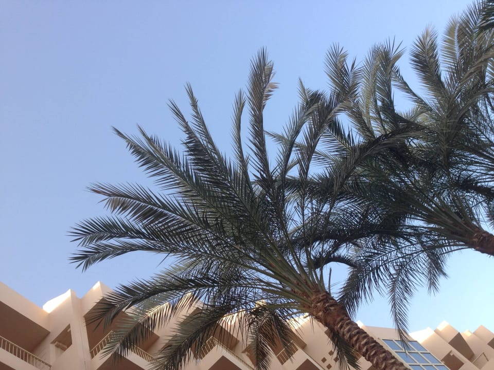 9 Sea Star Beau Rivage