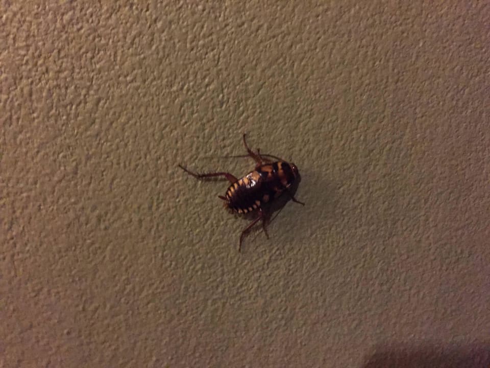 Der große Bruder  The Fair House Beach Resort